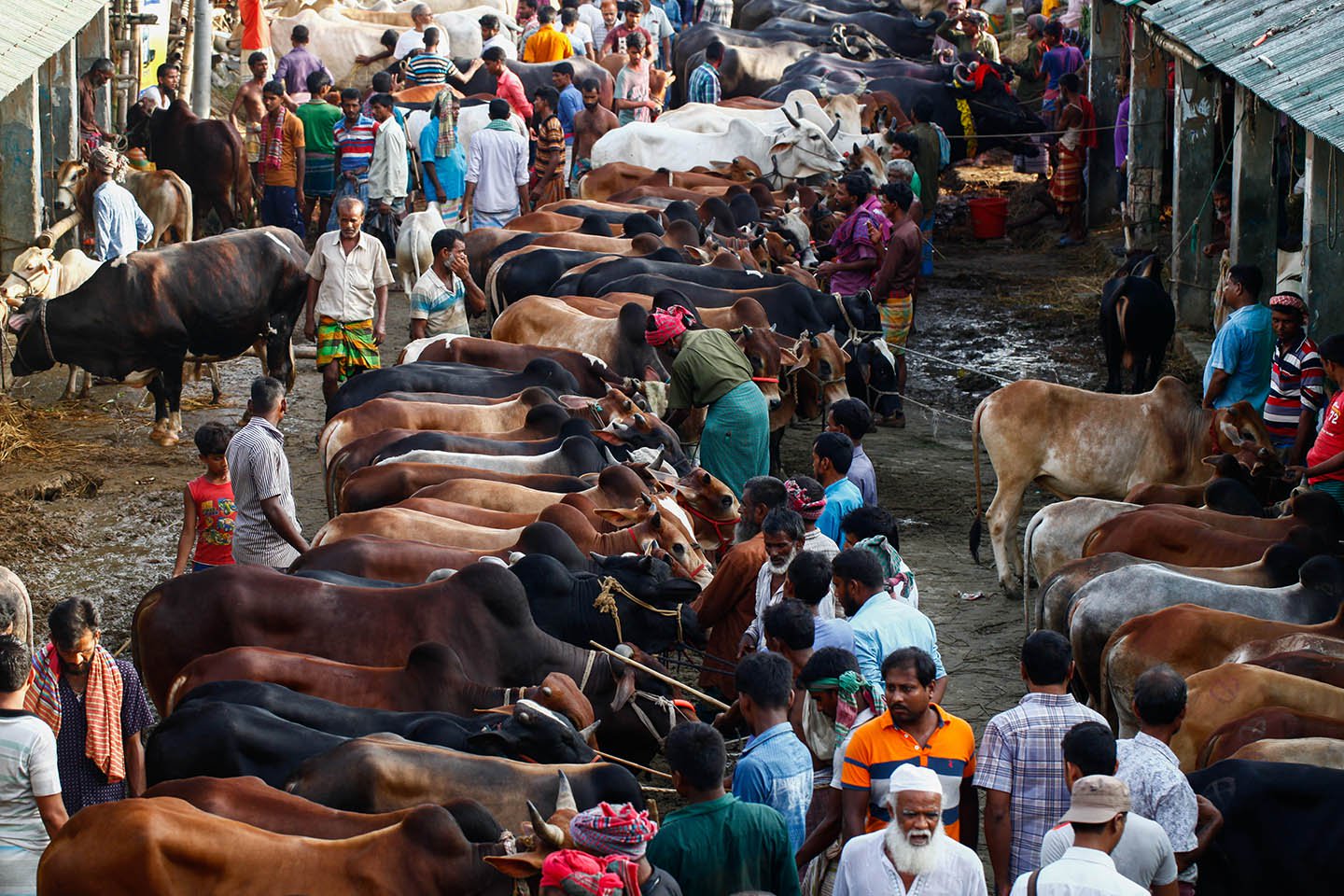 কোরবানির জন্য প্রস্তুত সোয়া ১ কোটির বেশি গবাদিপশু : প্রাণিসম্পদমন্ত্রী