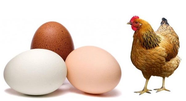 ডিম-মুরগির দাম বাড়িয়ে ৫২০ কোটি টাকা লুট!