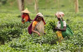 চা শ্রমিকদের সঙ্গে আবার মতবিনিময় করবেন প্রধানমন্ত্রী