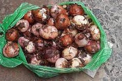 টিসিবির ২০০ টন পেঁয়াজ পচা