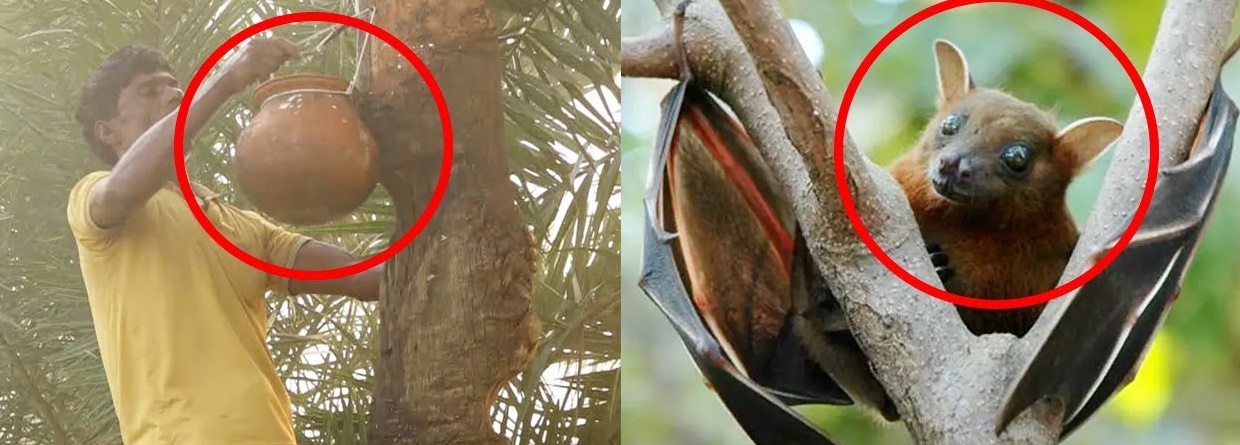 নিপাহ ভাইরাসে শ্বশুরের পর পুত্রবধূর মৃত্যু
