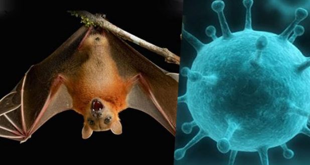 নিপাহ ভাইরাসে পুলিশ সদস্যের মৃত্যু