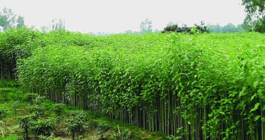 ভারতকে টপকে পাট উৎপাদনে শীর্ষে বাংলাদেশ