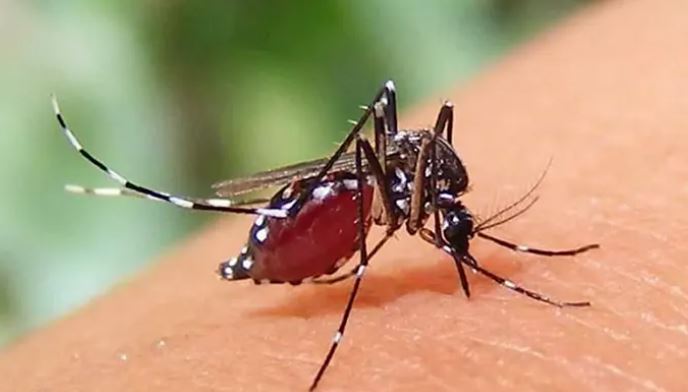 মে মাসে ১০৩৬ ডেঙ্গু রোগী হাসপাতালে ভর্তি