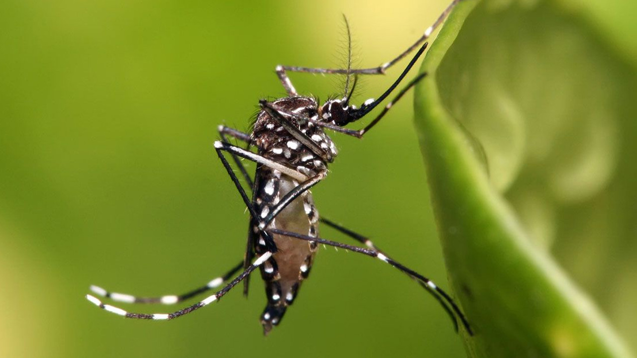 মৃত্যু বাড়ছে ডেঙ্গুতে