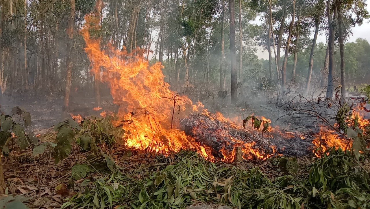 সখীপুরে